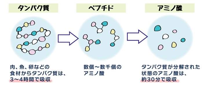 肉、魚、卵などの食材からタンパク質は、３～４時間で吸収