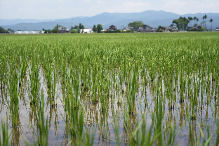 光龍の田んぼ（岩手県奥州市）